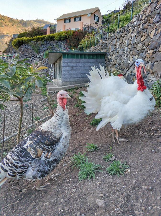Quinta Terezinha Villa Ribeira Brava Kültér fotó