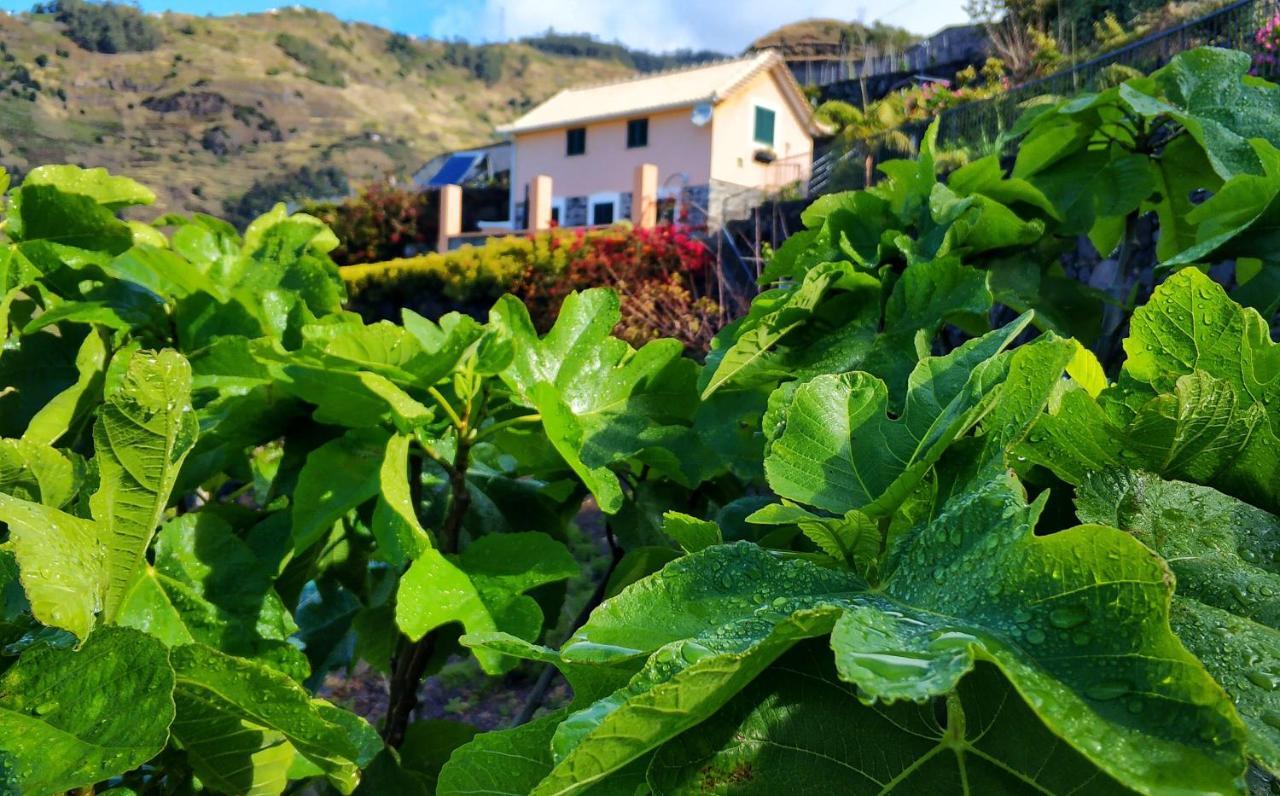 Quinta Terezinha Villa Ribeira Brava Kültér fotó