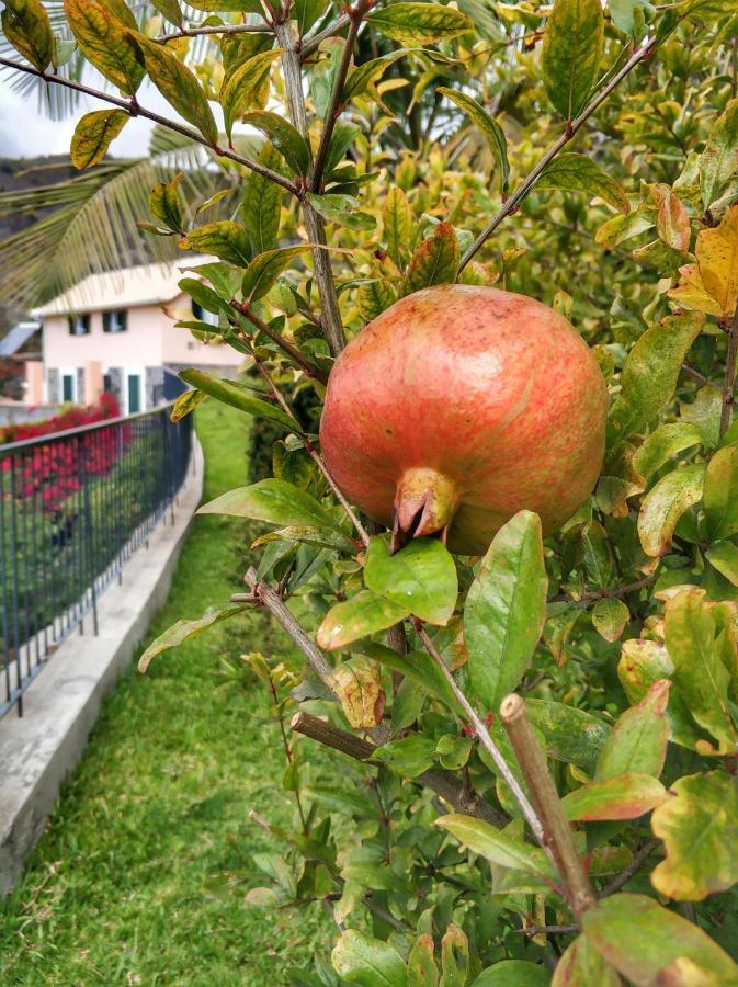 Quinta Terezinha Villa Ribeira Brava Kültér fotó